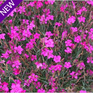 Dianthus deltoides 'Pink Gem' 